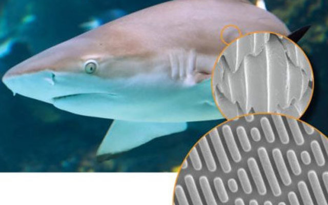 Shark skin Shark skin